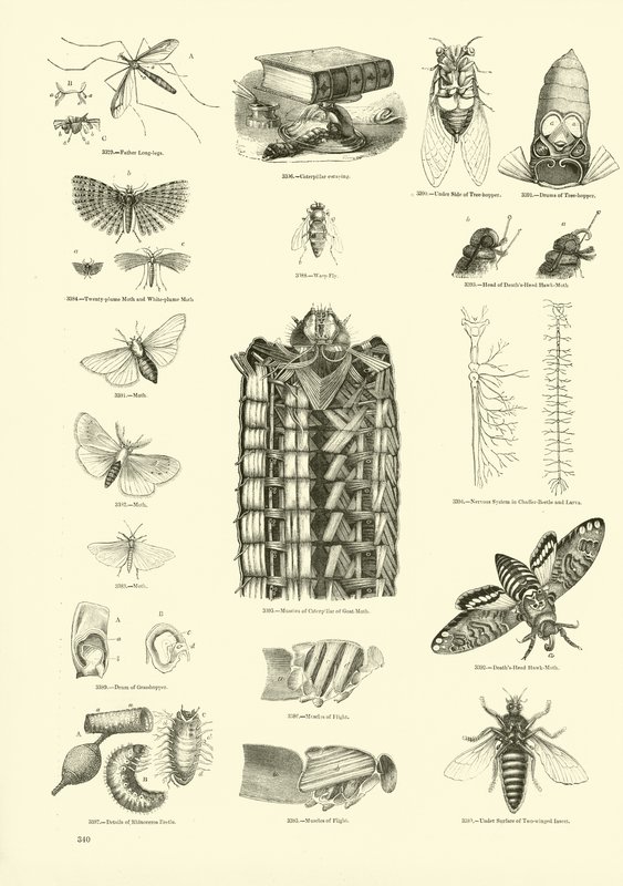 Page du Musée Pictural de la Nature Animée - English School