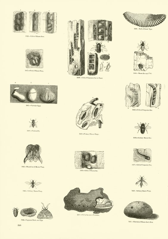 Page du Musée Pictural de la Nature Animée - English School