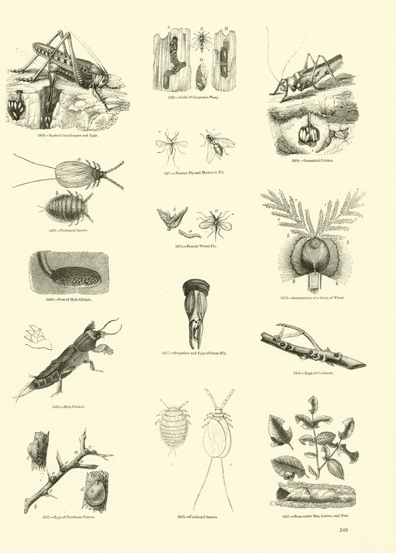 Page du Musée Pictural de la Nature Animée - English School