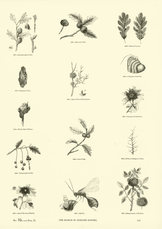 Page du Musée Pictural de la Nature Animée - English School