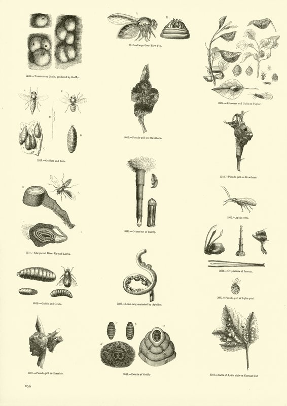 Page du Musée Pictural de la Nature Animée - English School
