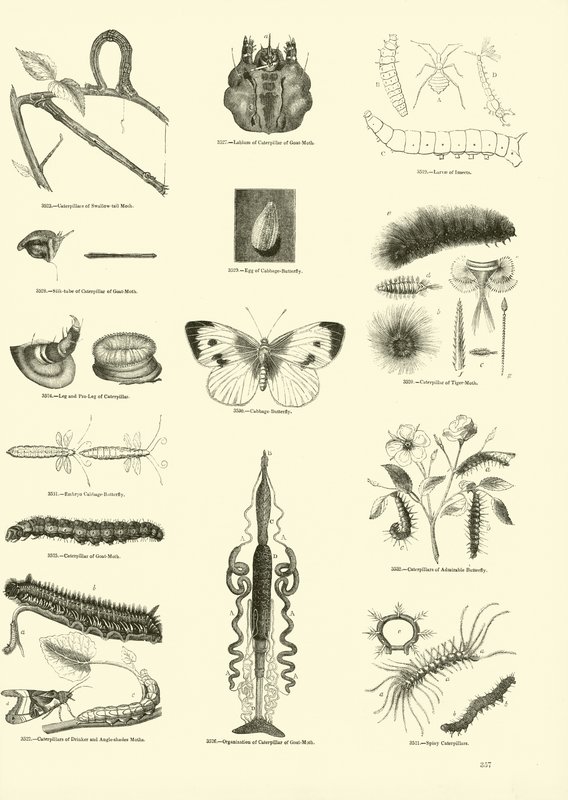 Page du Musée Pictural de la Nature Animée - English School