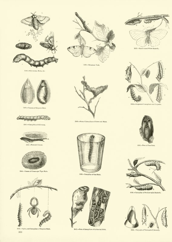 Page du Musée Pictural de la Nature Animée - English School