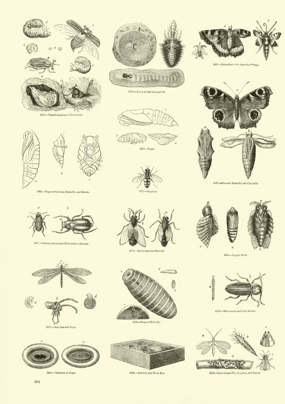 Page du Musée Pictural de la Nature Animée - English School