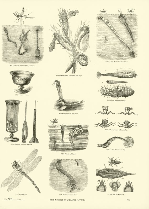 Page du Musée Pictural de la Nature Animée - English School