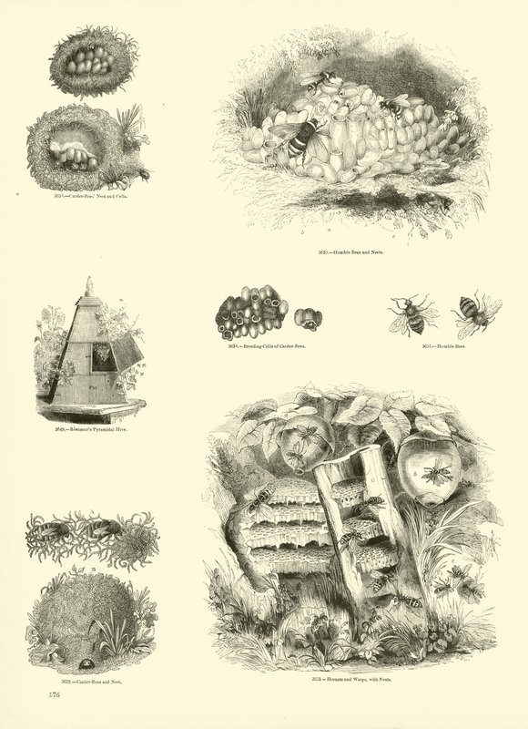 Page du Musée Pictural de la Nature Animée - English School
