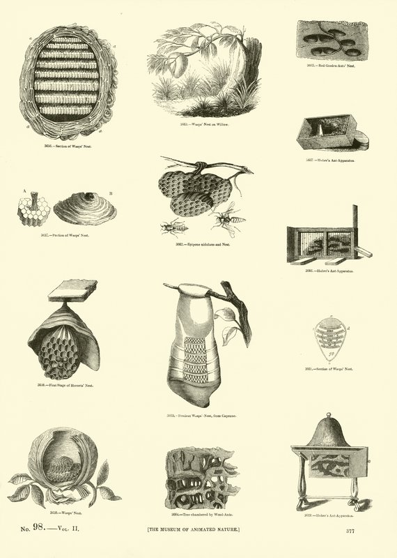 Page du Musée Pictural de la Nature Animée - English School