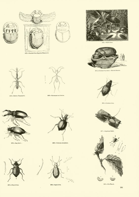 Page du Musée Pictural de la Nature Animée - English School