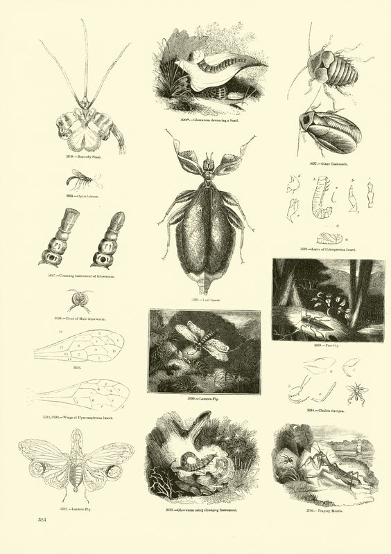 Page du Musée Pictural de la Nature Animée - English School