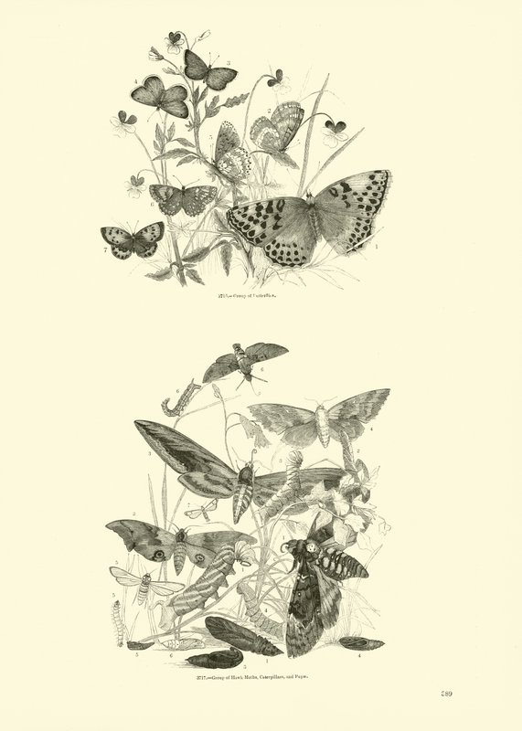 Page du Musée Pictural de la Nature Animée - English School