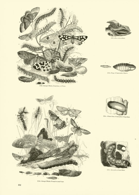 Page du Musée Pictural de la Nature Animée - English School