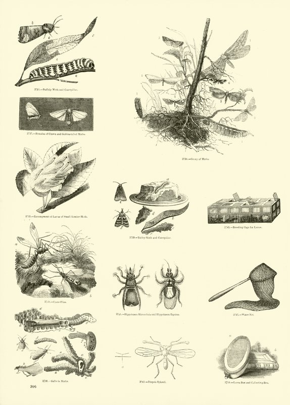 Page du Musée Pictural de la Nature Animée - English School