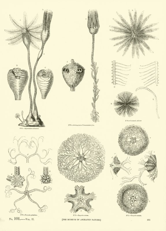 Page du Musée Pictural de la Nature Animée - English School
