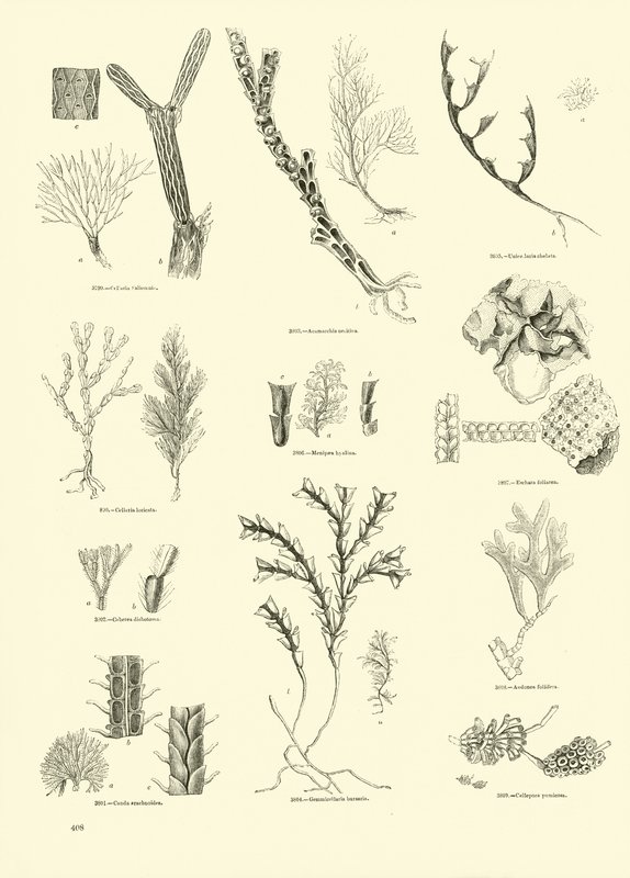 Page du Musée Pictural de la Nature Animée - English School