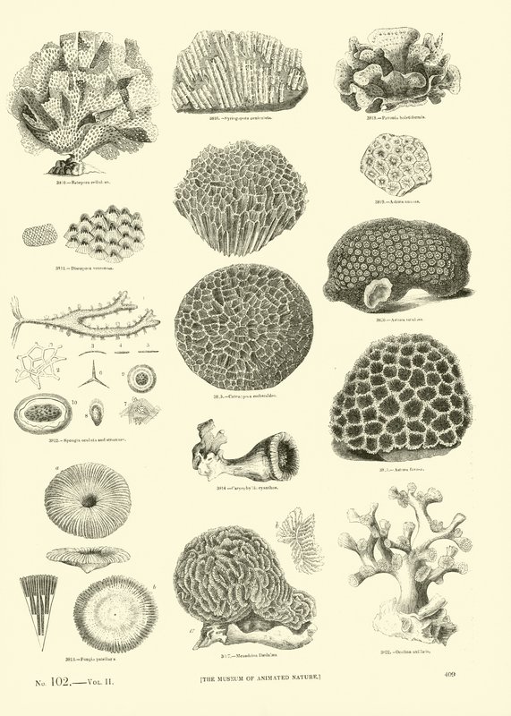 Page du Musée Pictural de la Nature Animée - English School