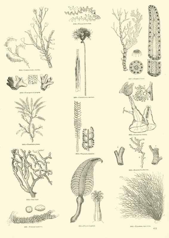 Page du Musée Pictural de la Nature Animée - English School