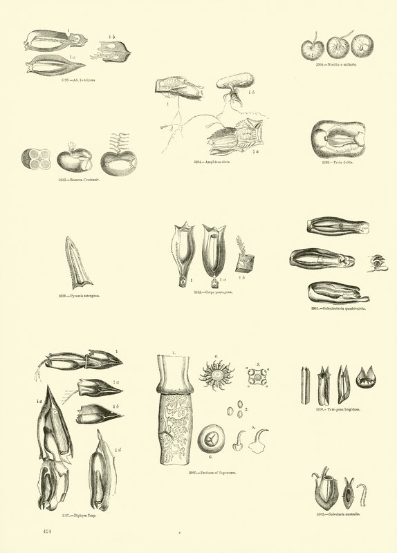 Page du Musée Pictural de la Nature Animée - English School