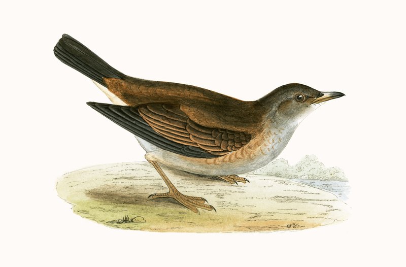 Grive pâle, illustration de 