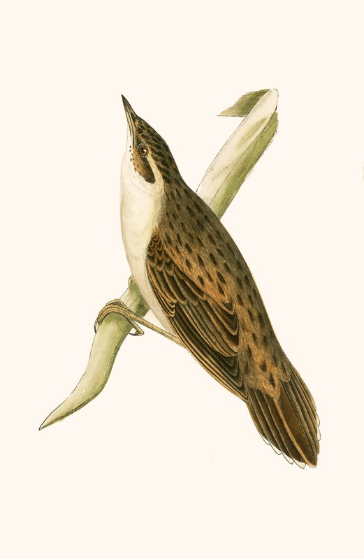 Locustelle de Pallas, illustration de 