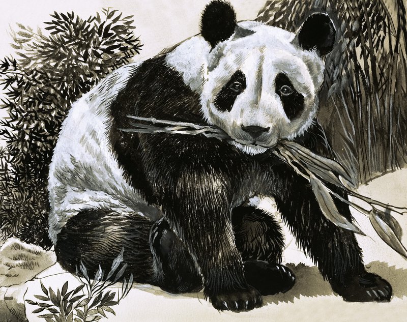 Panda - English School