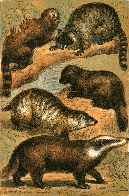 Panda, raton laveur, raton laveur américain, glouton et blaireau commun - English School