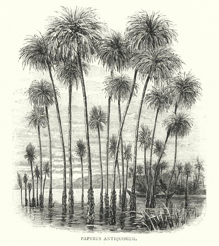 Papyrus Antiquorum (gravure) - English School