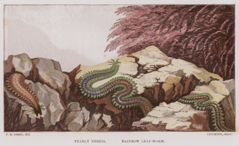 Nereis nacrée, Ver-feuille arc-en-ciel (lithographie en couleur) - English School