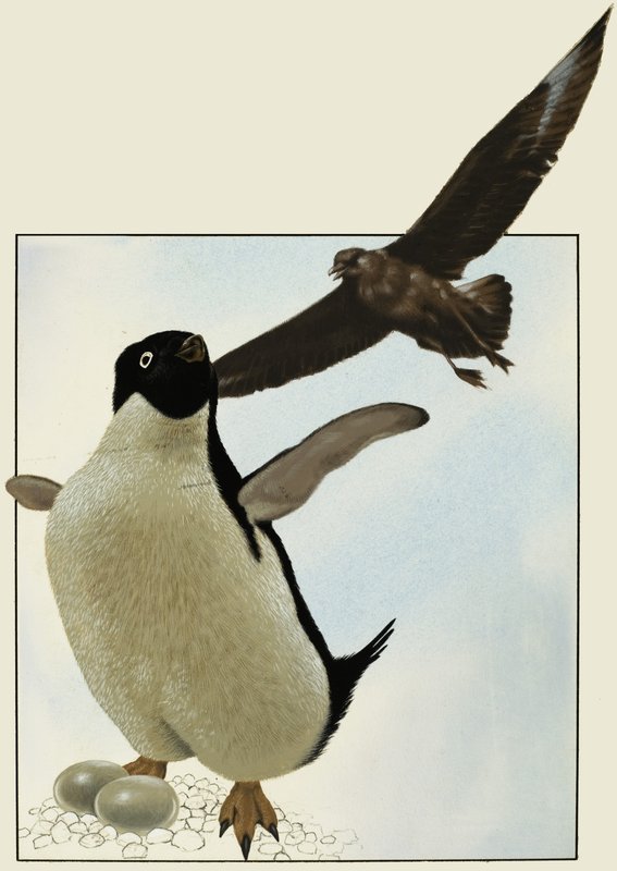 Pingouin avec des œufs, avec un autre oiseau planant au-dessus - English School