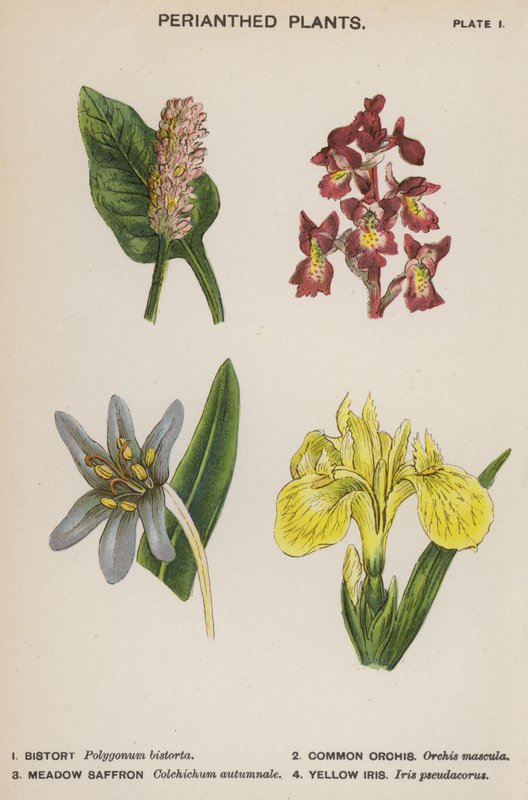 Plantes Périanthe (lithographie en couleur) - English School