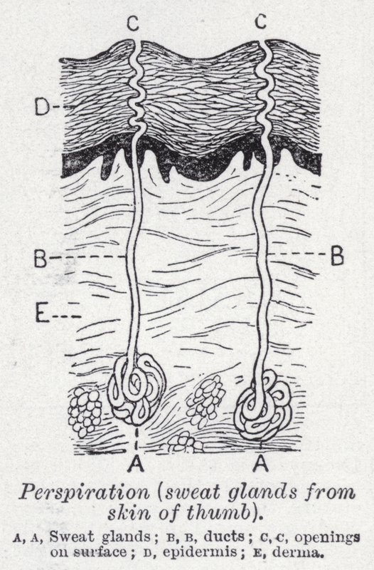 Transpiration, glandes sudoripares de la peau du pouce - English School