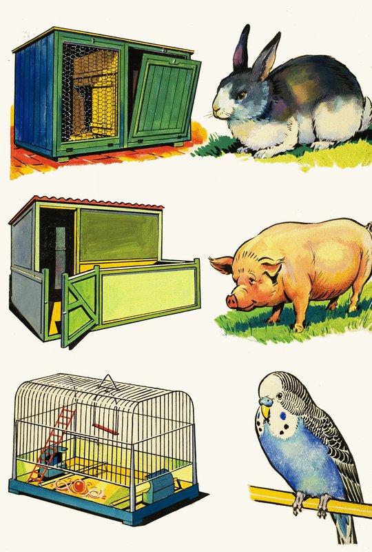 Animaux de compagnie et leurs maisons : Lapin, Cochon et Perruche - English School