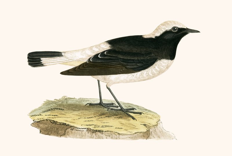Traquet pie, illustration de 