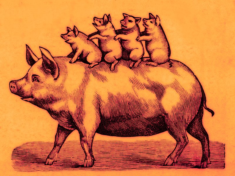 Cochon avec ses porcelets, illustration de Coles Funny Picture Book - English School