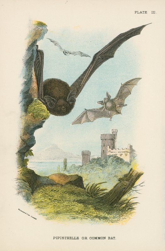 Pipistrelle ou Chauve-souris Commune - English School
