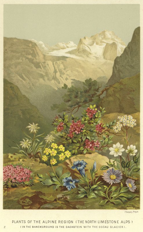 Plantes de la région alpine, les Alpes calcaires du Nord - English School