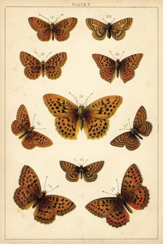 Planche de Nos papillons et mites du pays - English School