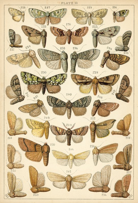 Planche de Nos papillons et mites du pays - English School