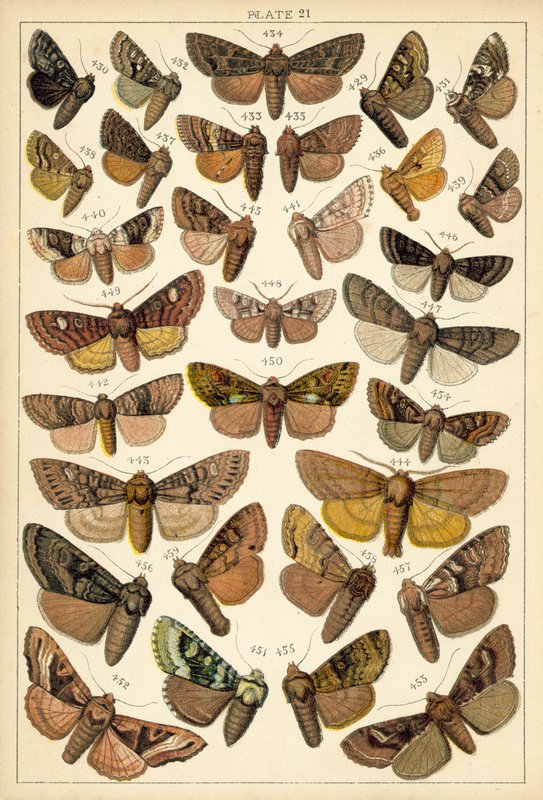 Planche de Nos papillons et mites du pays - English School
