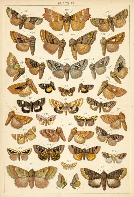 Planche de Nos papillons et mites du pays - English School