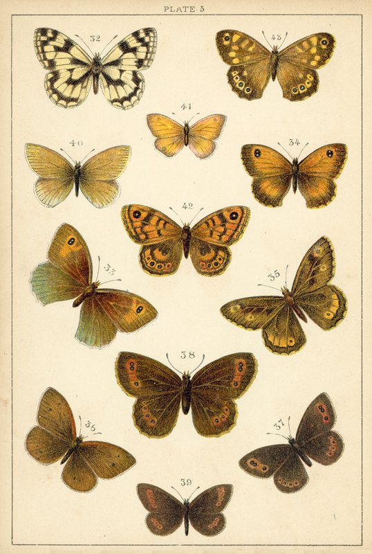 Planche de Nos papillons et mites du pays - English School