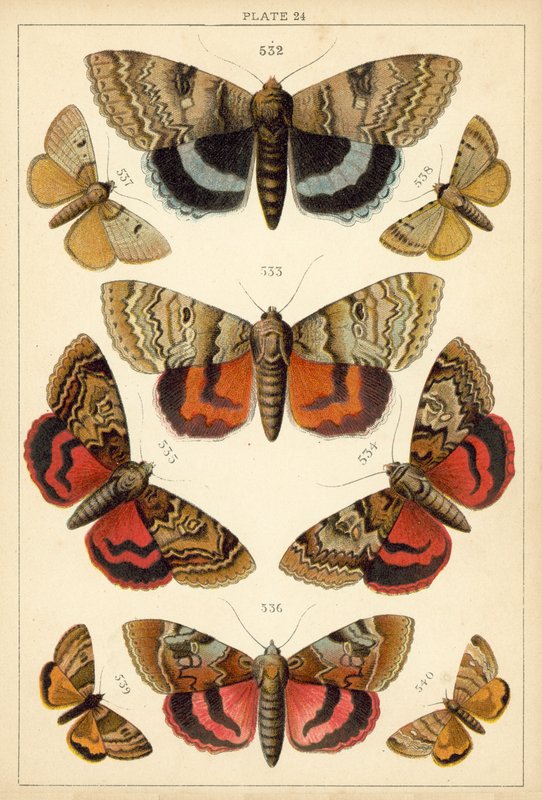 Planche de Nos papillons et mites du pays - English School
