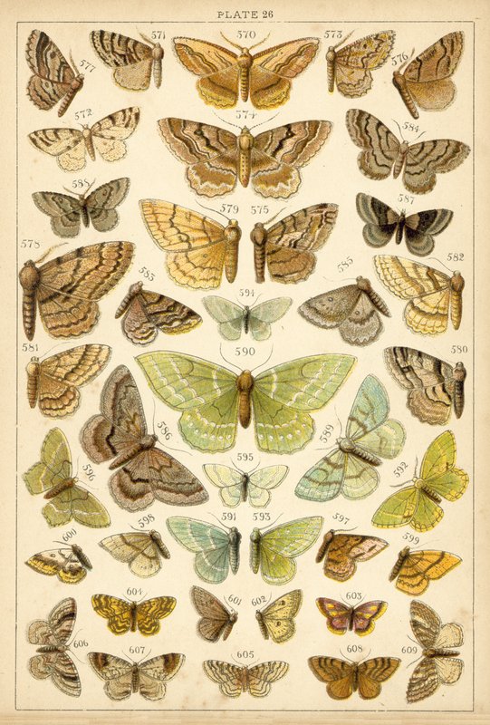 Planche de Nos papillons et mites du pays - English School