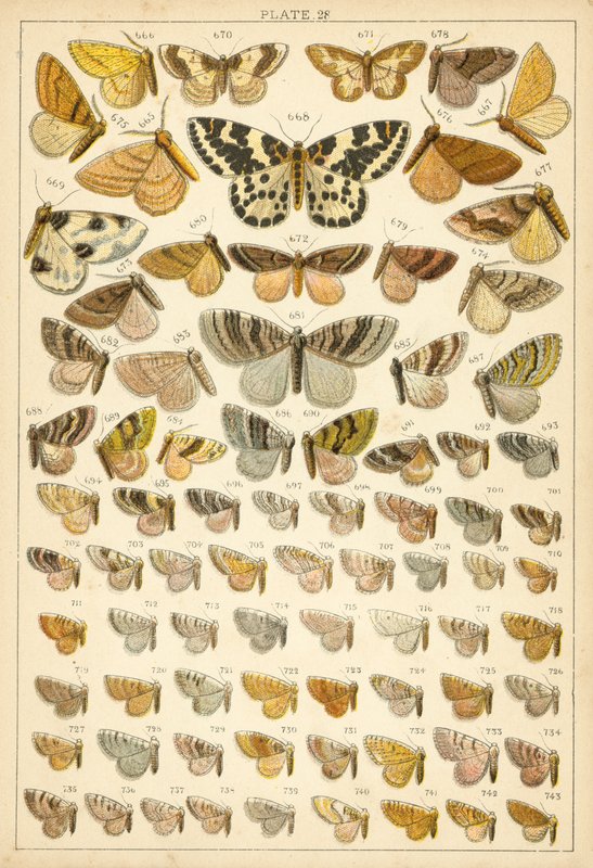 Planche de Nos papillons et mites du pays - English School