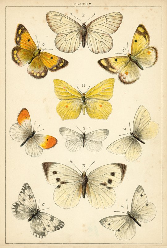 Planche de Nos papillons et mites du pays - English School