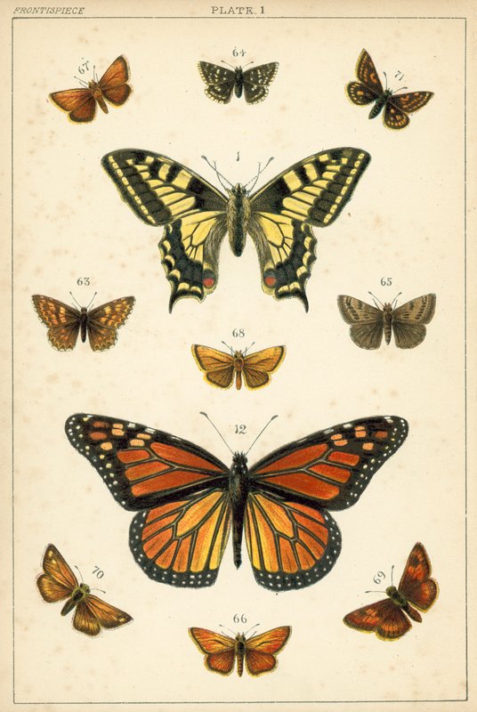 Planche de Nos papillons et mites du pays - English School