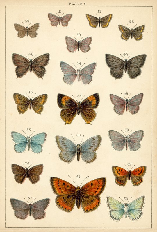Planche de Nos papillons et mites du pays - English School