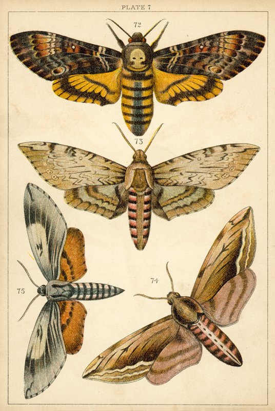 Planche de Nos papillons et mites du pays - English School