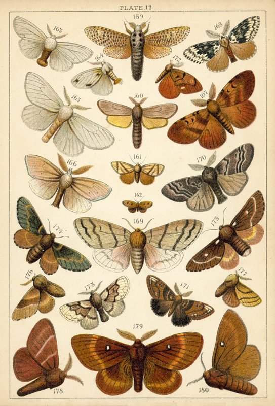 Planche de Nos papillons et mites du pays - English School