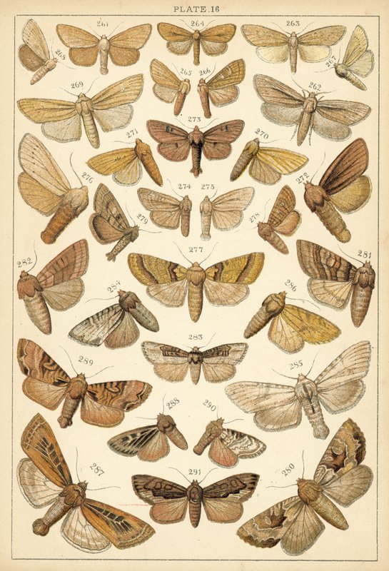Planche de Nos papillons et mites du pays - English School