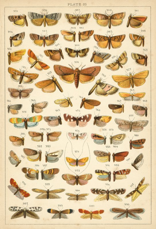 Planche de Nos papillons et mites du pays - English School